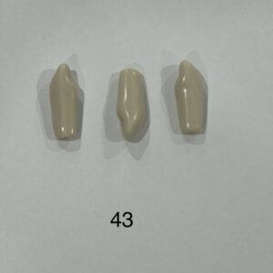 Plain ADC Exam Teeth - Pack of 5 - 43