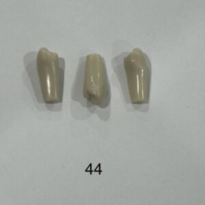 Plain ADC Exam Teeth - Pack of 5 - 44