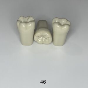Plain ADC Exam Teeth - Pack of 5 - 46