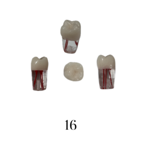 Pack of 5 – Endo RCT Exam Teeth (ADC Compatible) - 16