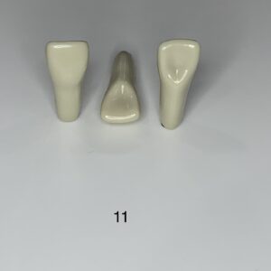 Plain ADC Exam Teeth - Pack of 5 - 11