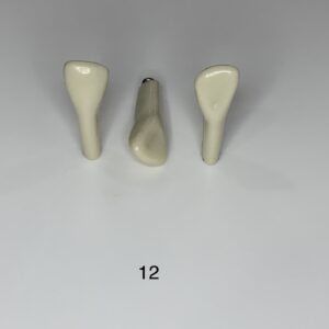 Plain ADC Exam Teeth - Pack of 5 - 12