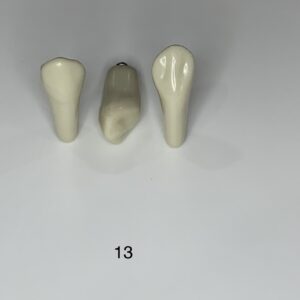 Plain ADC Exam Teeth - Pack of 5 - 13