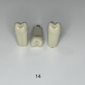 Plain ADC Exam Teeth - Pack of 5 - 14