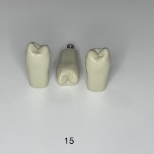 Plain ADC Exam Teeth - Pack of 5 - 15