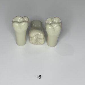 Plain ADC Exam Teeth - Pack of 5 - 16