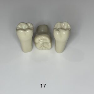 Plain ADC Exam Teeth - Pack of 5 - 17
