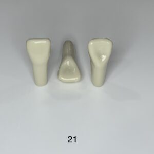 Plain ADC Exam Teeth - Pack of 5 - 21