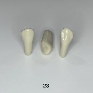 Plain ADC Exam Teeth - Pack of 5 - 23