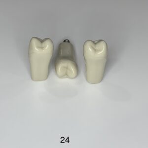 Plain ADC Exam Teeth - Pack of 5 - 24
