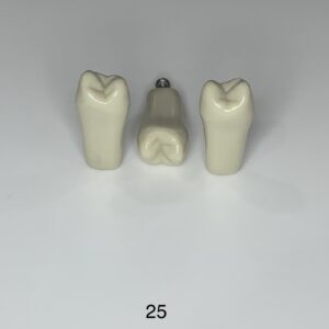 Plain ADC Exam Teeth - Pack of 5 - 25