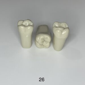 Plain ADC Exam Teeth - Pack of 5 - 26