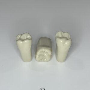 Plain ADC Exam Teeth - Pack of 5 - 27