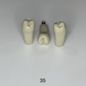 Plain ADC Exam Teeth - Pack of 5 - 35