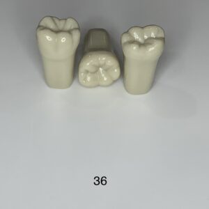 Plain ADC Exam Teeth - Pack of 5 - 36