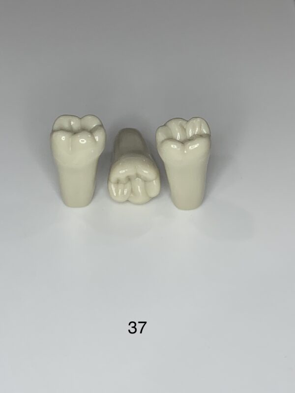 Pack Of 5 Plain Teeth - Image 4