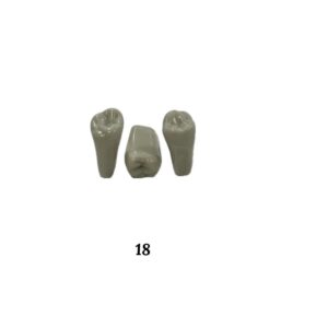 Plain ADC Exam Teeth - Pack of 5 - 18