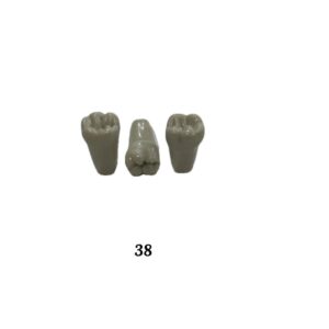Plain ADC Exam Teeth - Pack of 5 - 38
