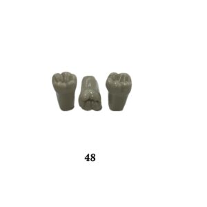 Plain ADC Exam Teeth - Pack of 5 - 48