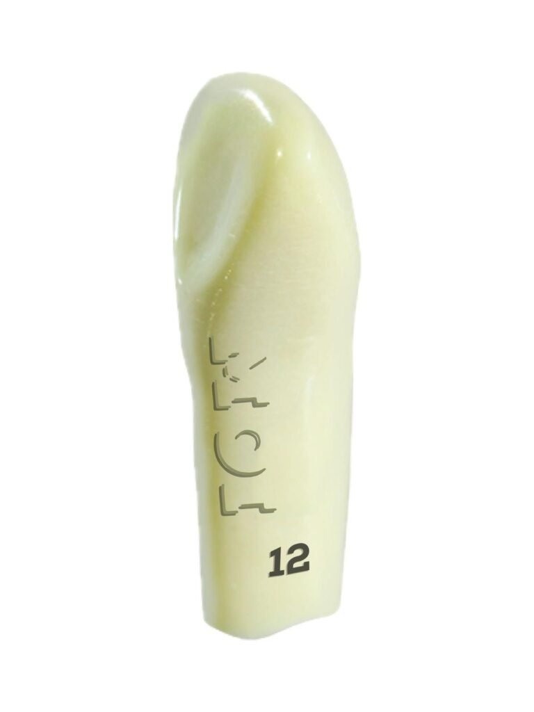 Plain ADC Exam Teeth – Moiadcdental
