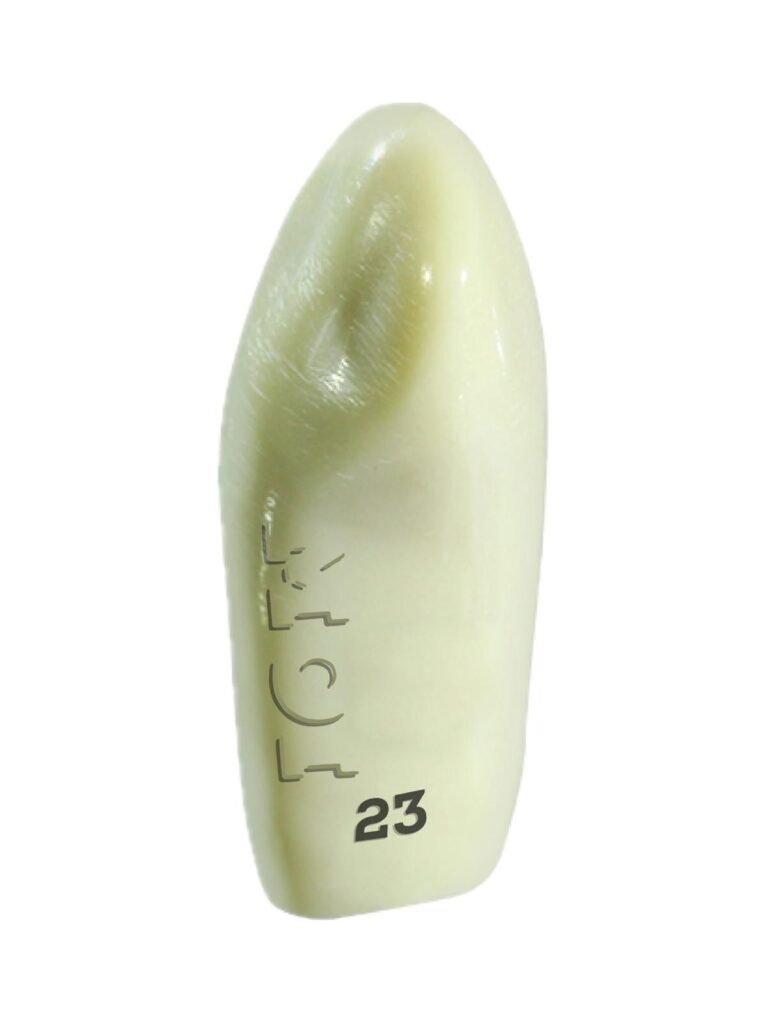 Plain ADC Exam Teeth – Pack of 5 – Moiadcdental
