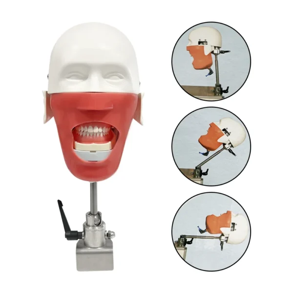ADC-Compatible Dental Manikin Phantom Head with Magnetic Jaws