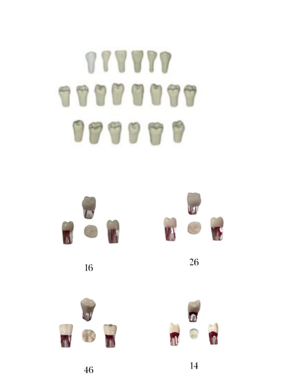 ADC Jaw Compatible Teeth