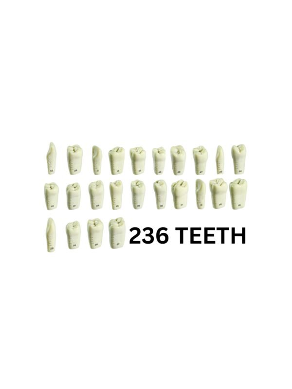 Plain ADC Student Tooth Set – Multi-System Compatibility (236 Teeth ...