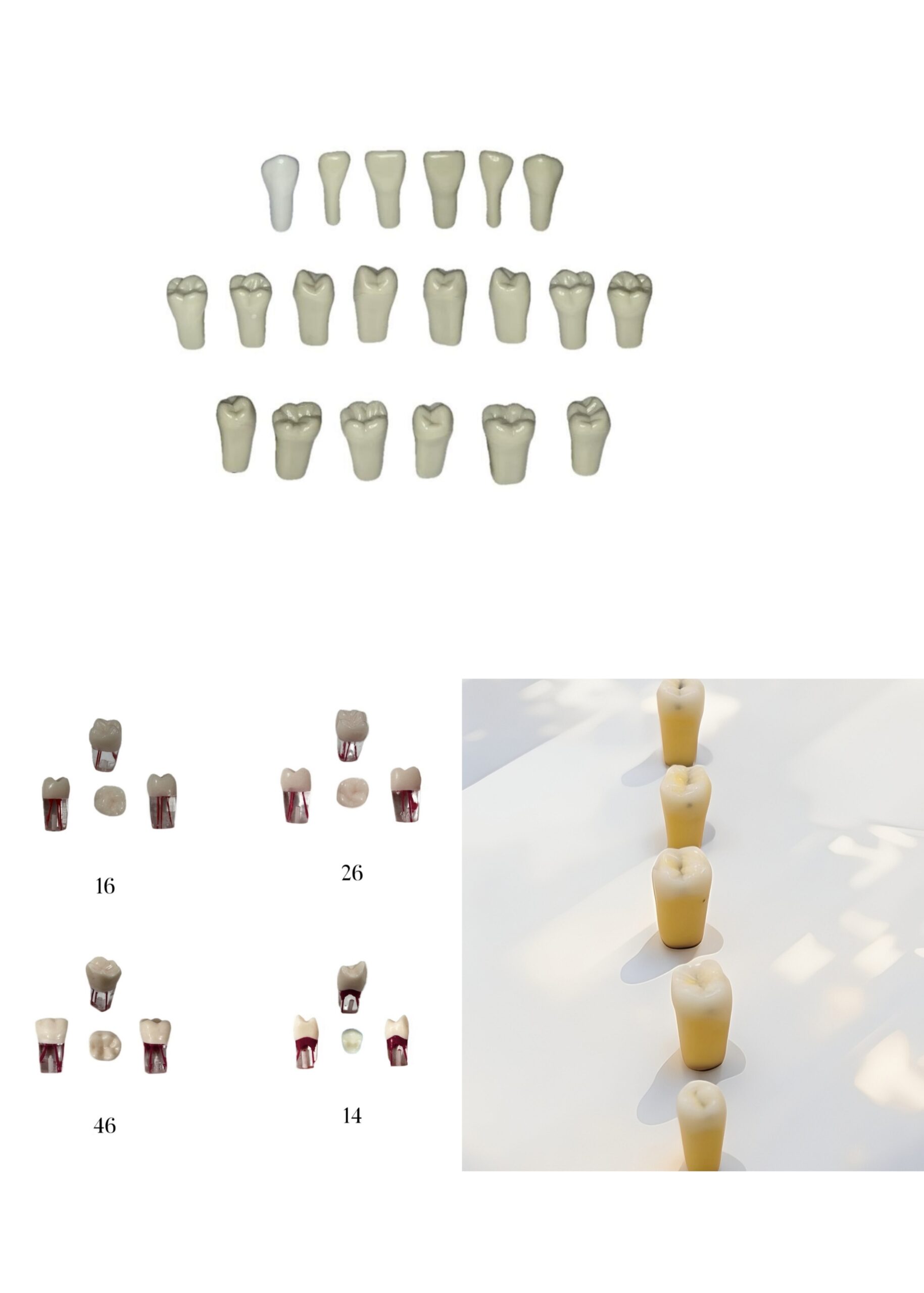 ADC Jaw Compatible Teeth